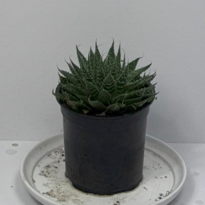 Lace Aloe