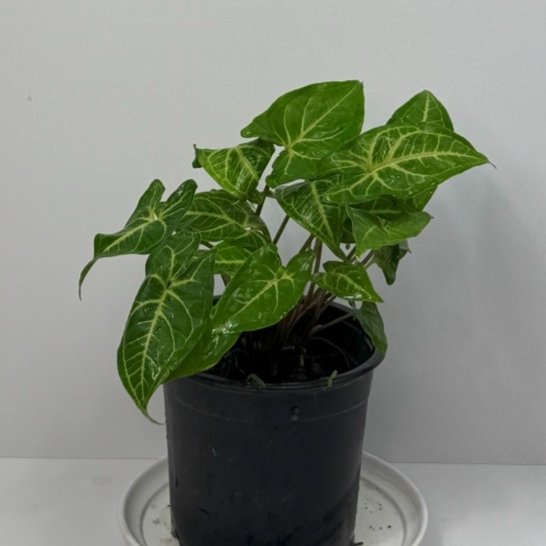 Syngonium Noak