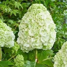 Oakleaf Hydrangea