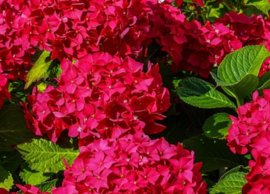 Hydrangea 'New Red' (2)