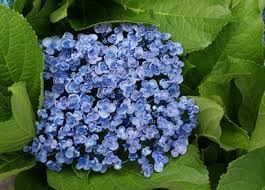 Hydrangea 'Ayesha'