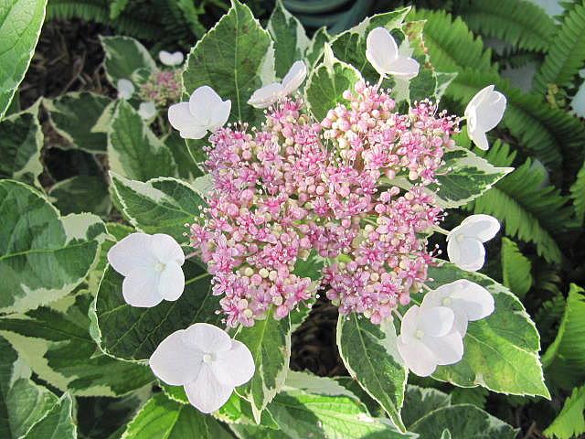 Hydrangea 'Variegata'