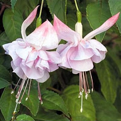 Fuschia 'White Joy'