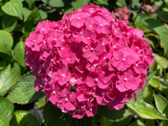 Hydrangea mini 'Pia-Mia'