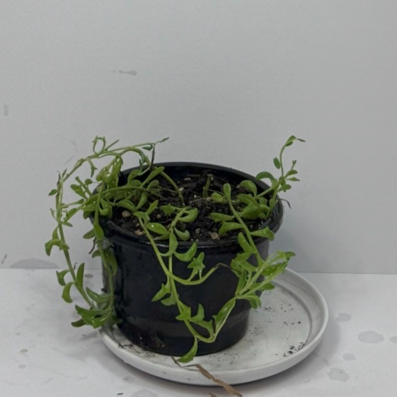 String of Dolphins