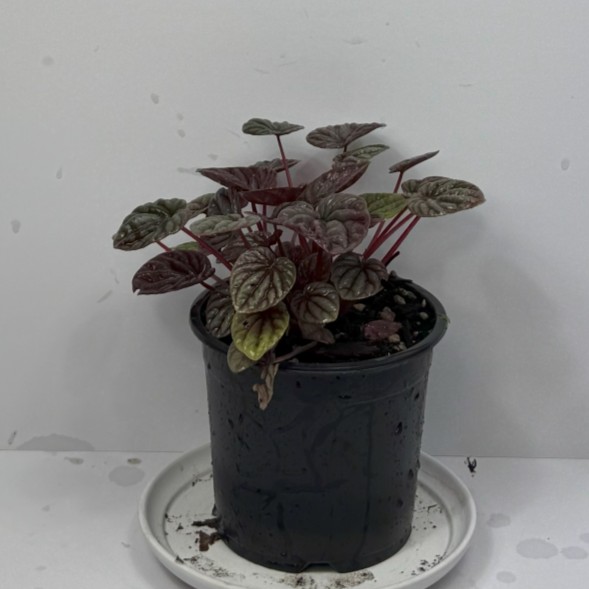 Peperomia Rosso