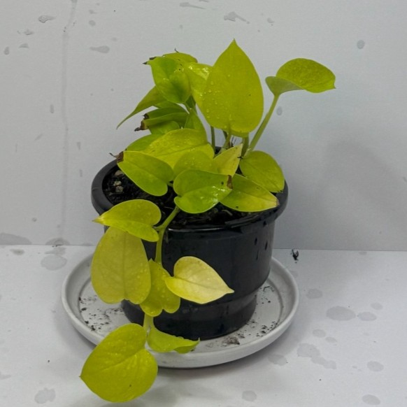 Neon Pothos 