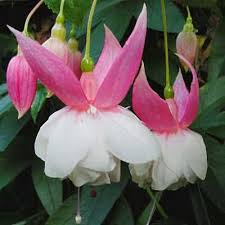 Fuchsia 'Nancy Lou'