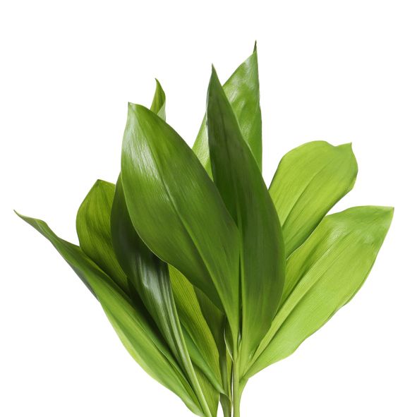 Perennials