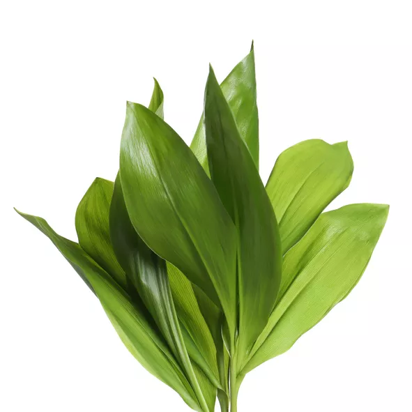 Perennials