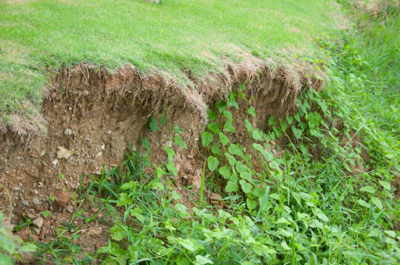 Bye-Bye Erosion! Our Top Tips for Planting to Protect Your Property