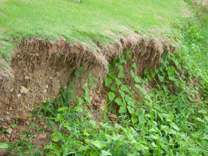 Bye-Bye Erosion! Our Top Tips for Planting to Protect Your Property