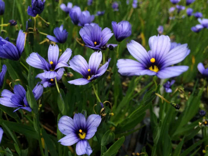 Planting Perennials - Tips to Get Them Thriving This Season