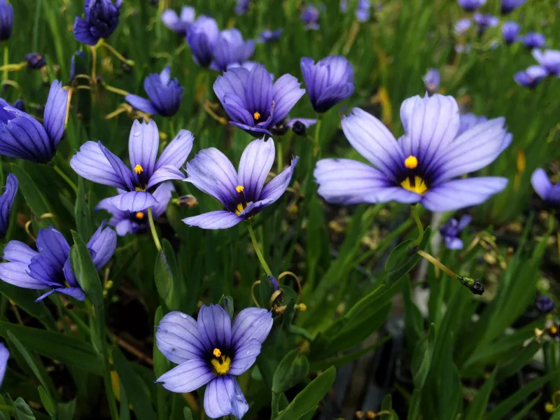 Planting Perennials - Tips to Get Them Thriving This Season