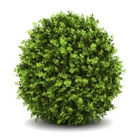 Shrubs