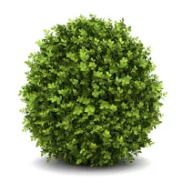 Shrubs