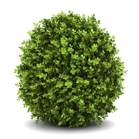 Shrubs