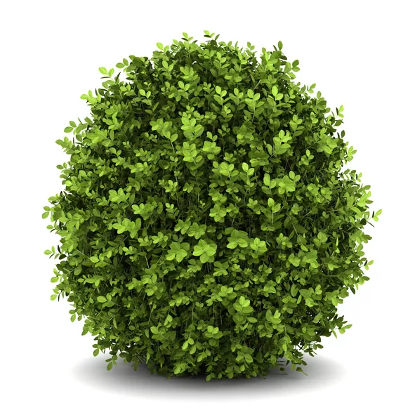 Shrubs