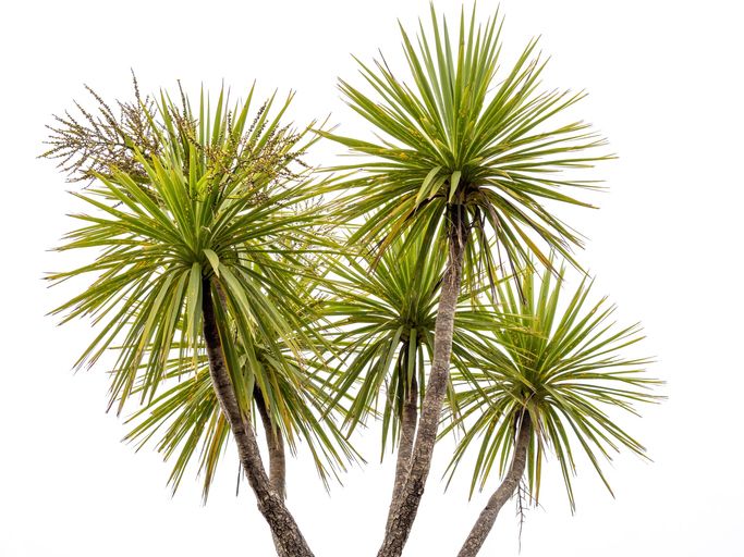 NZ Natives