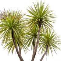 NZ Natives