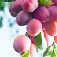 Fruit Trees