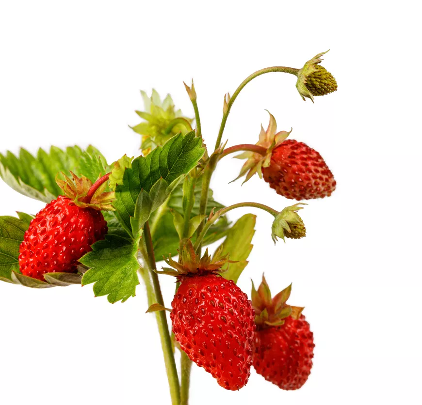 Garden to Table