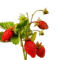 Garden to Table