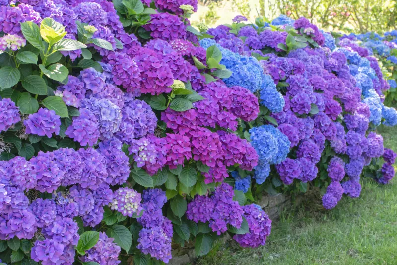 Dreaming of a Glorious Hydrangea Hedge? Let’s Make It Happen!
