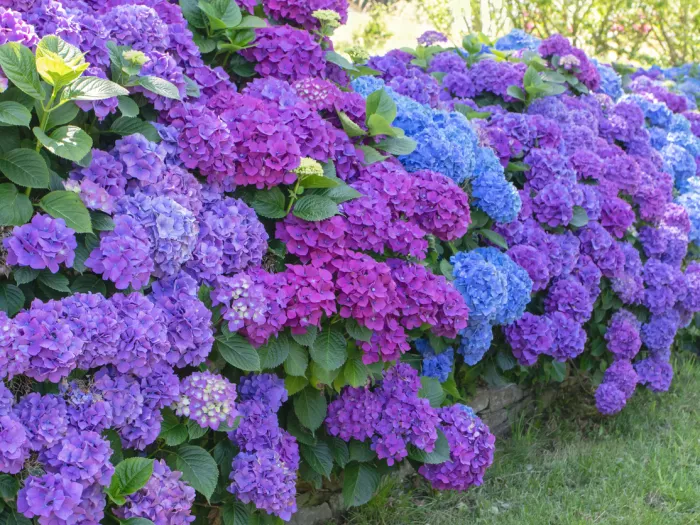 Dreaming of a Glorious Hydrangea Hedge? Let’s Make It Happen!