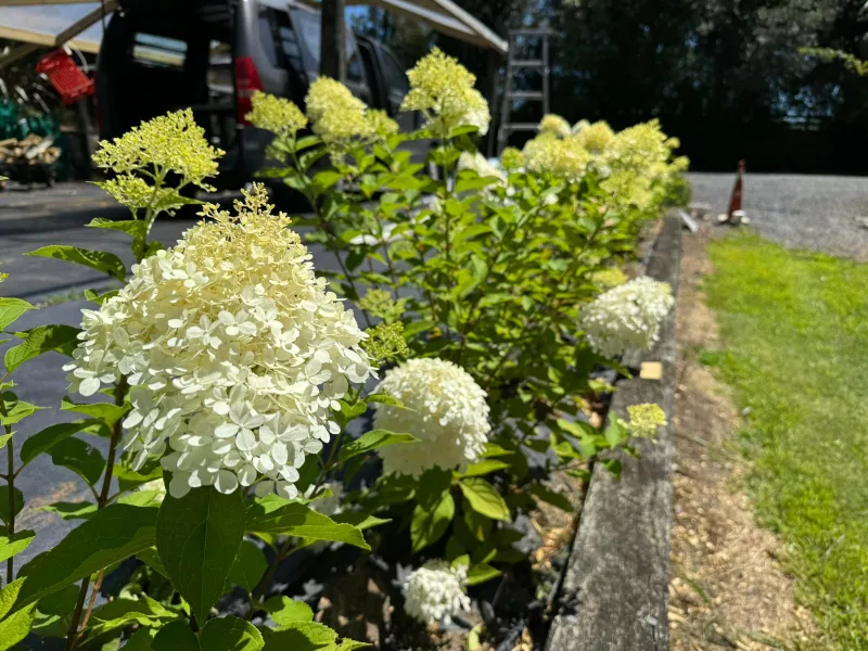 Hydrangeas 101: Big, Bright & Blooming Beautiful!