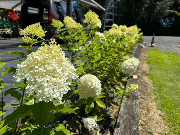 Hydrangeas 101: Big, Bright & Blooming Beautiful!
