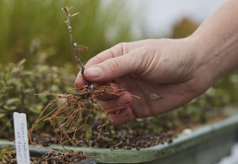 Hardwood Propagating Workshop