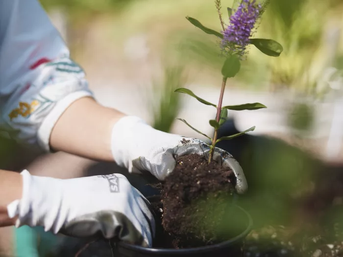 Do I Need to Feed My Garden?