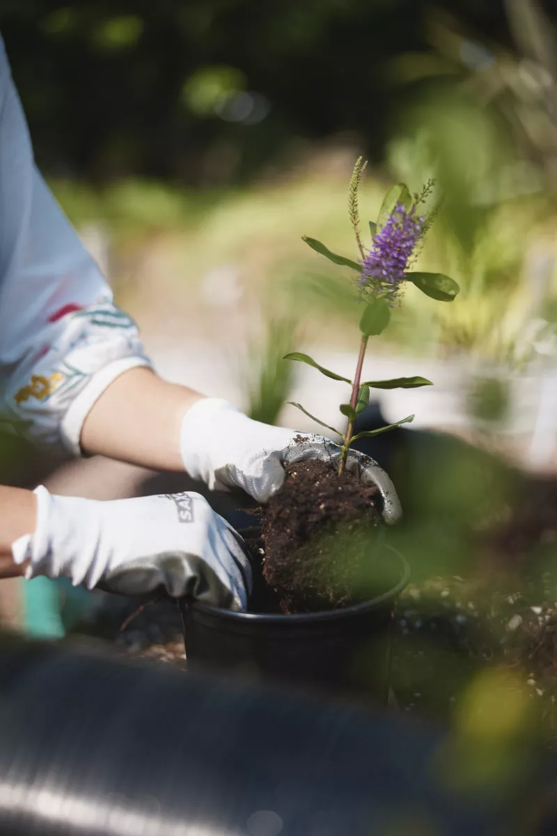 Do I Need to Feed My Garden?