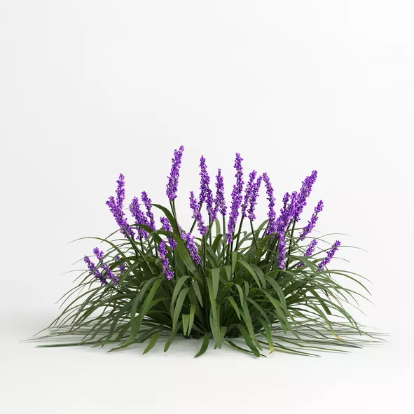 Flax & Grasses