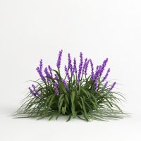 Flax & Grasses