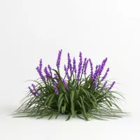 Flax & Grasses