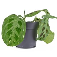 Indoor Plants