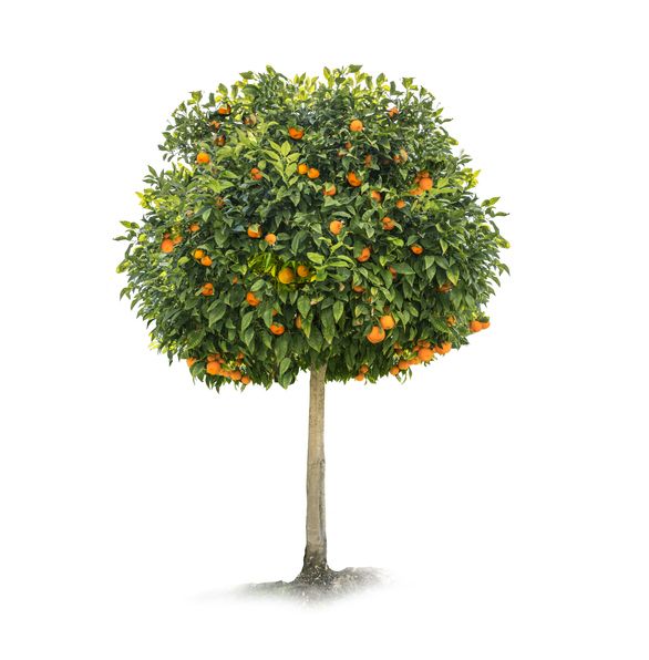 Trees