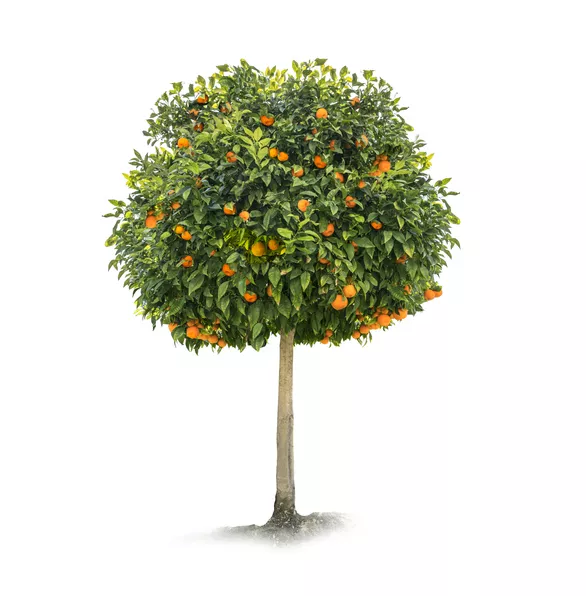 Trees