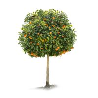 Trees