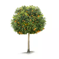 Trees