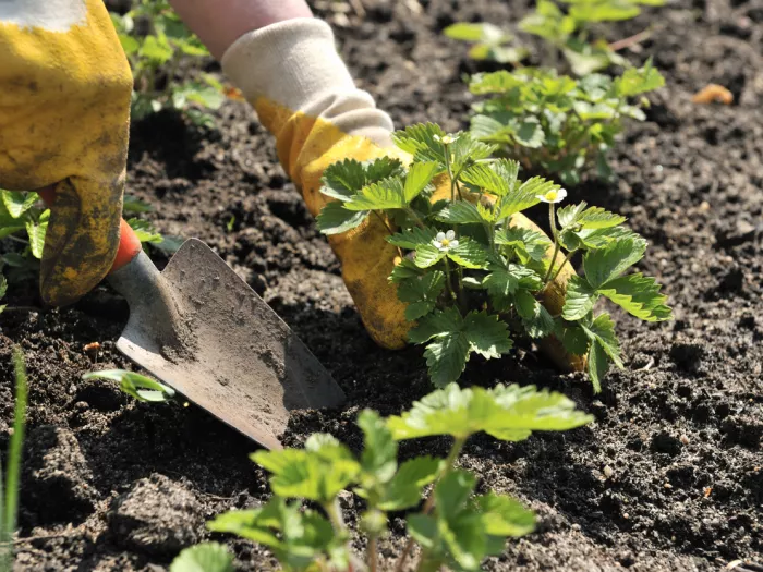 How to Get Your Strawberry Plants Bursting with Berries This Season