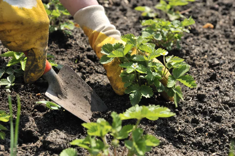 How to Get Your Strawberry Plants Bursting with Berries This Season