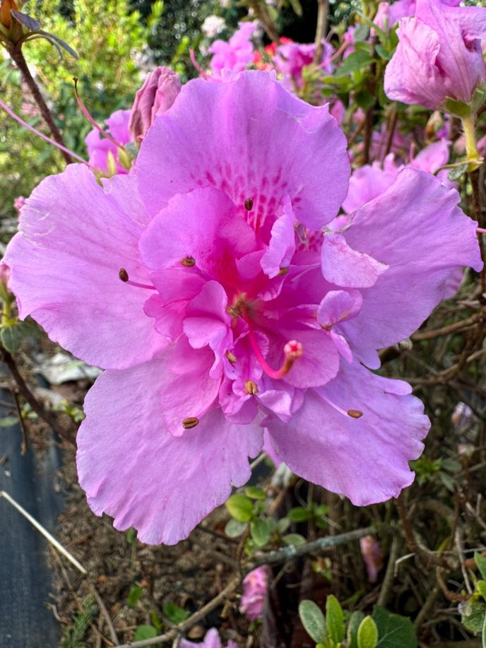 Azalea Charlie