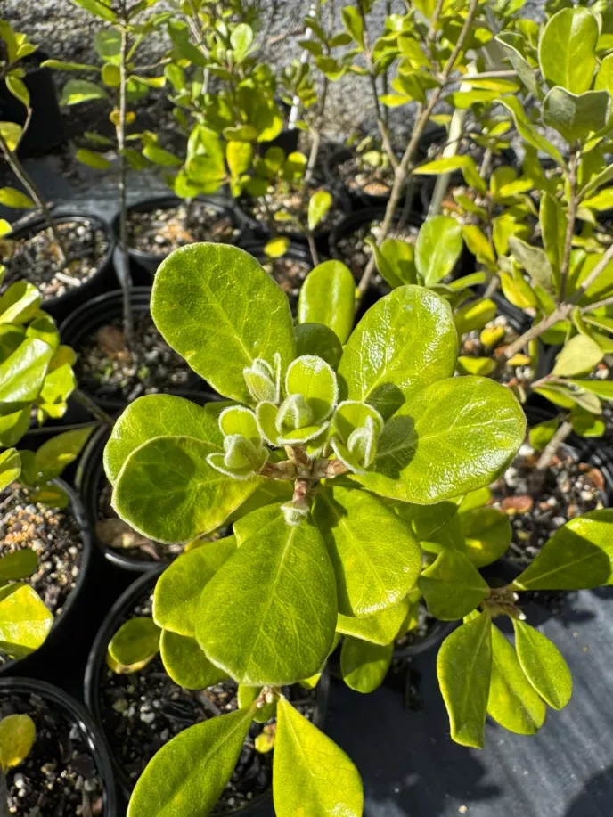 Pittosporum Karo