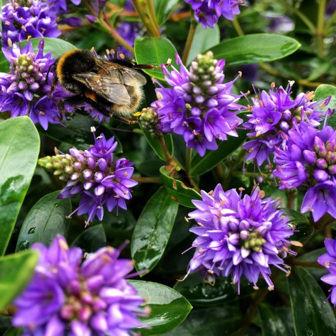 Hebe Sapphire