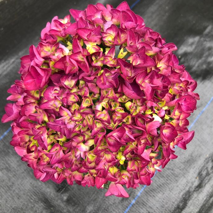 Hydrangea 'New Red'