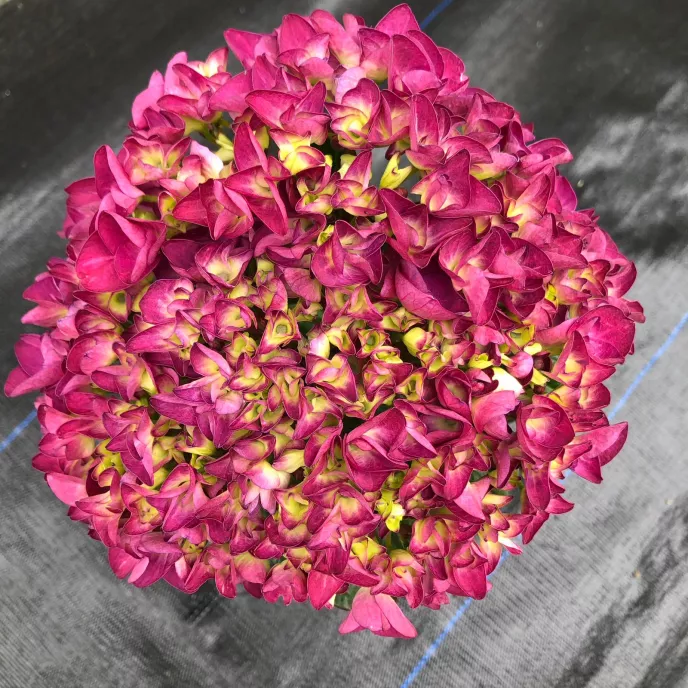 Hydrangea 'New Red'