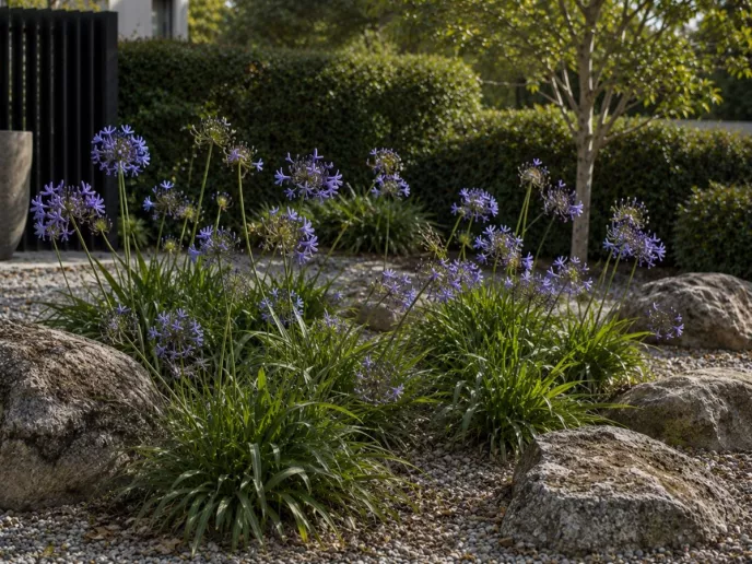 Agapanthus 'Rachel'